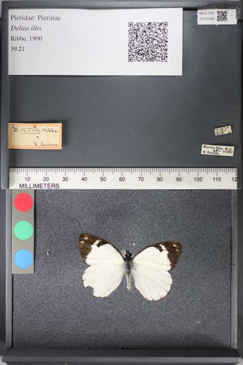 Media type: image;   Entomology 131692